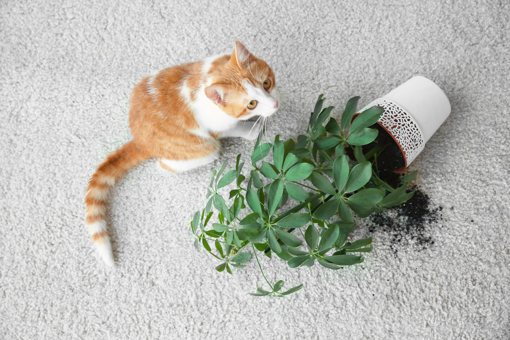 Removing Pet Stains and Dander from Carpet