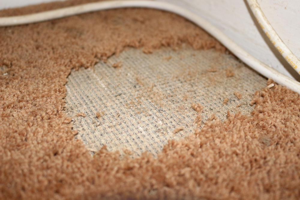 When to Replace Your Carpets