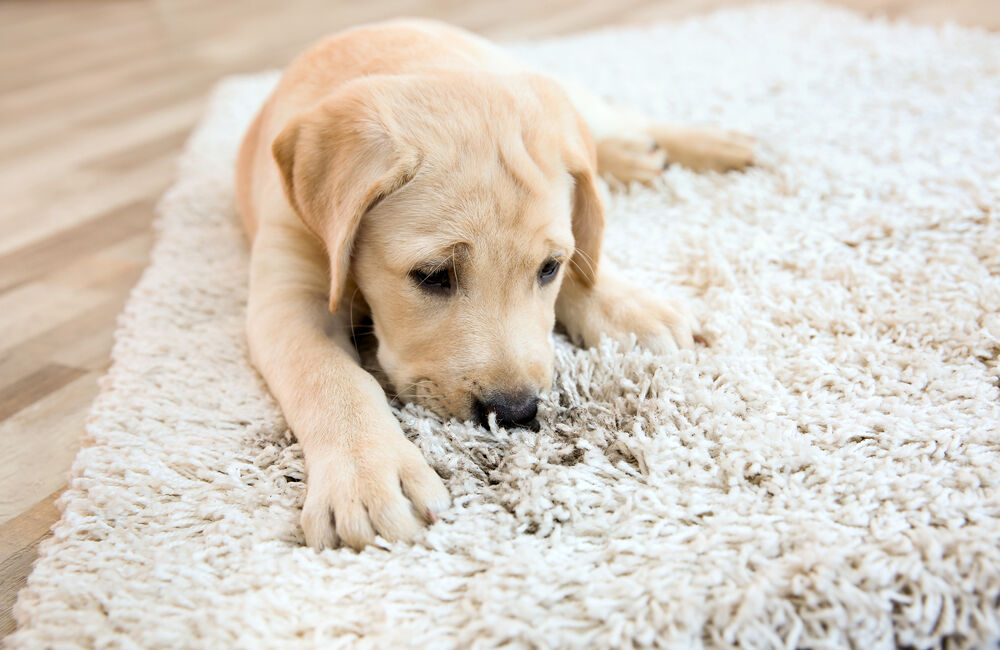 How Do I Remove Pet Dander from Carpets?