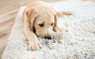 How Do I Remove Pet Dander from Carpets?