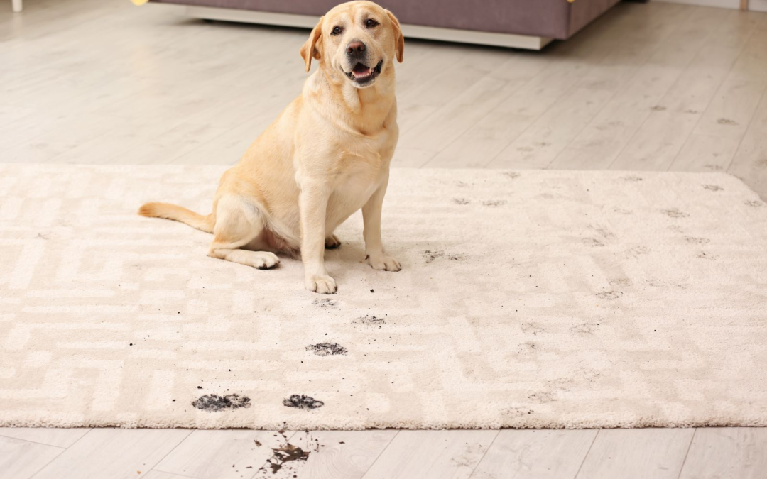 The Hidden Costs of Skipping Professional Cleaning (And Why Carlisle Homes Deserve Better)