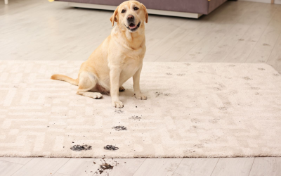 The Hidden Costs of Skipping Professional Cleaning (And Why Carlisle Homes Deserve Better)